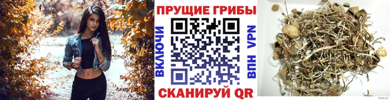 Купить закладки  Алушта  Псилоцибиновые грибы Psilocybine cubensis 